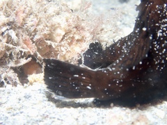 Antennarius striatus