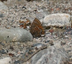 Callophrys niphon