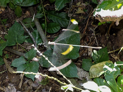 Mecistogaster ornata