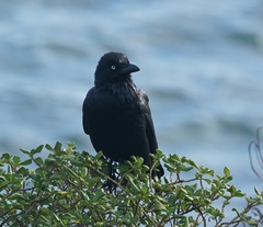 Corvus coronoides coronoides