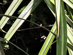 Mecistogaster ornata