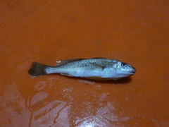 Sciaenidae