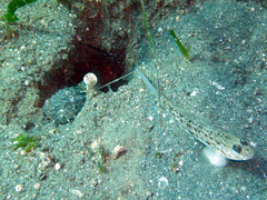 Vanderhorstia delagoae