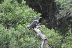 Megaceryle maxima maxima