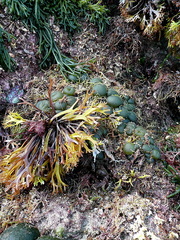 Chondrus crispus