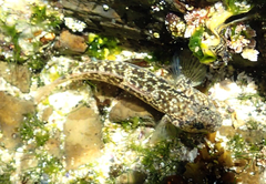 Bathygobius cocosensis