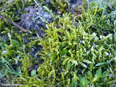 Brachythecium albicans