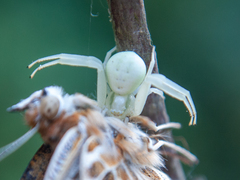 Misumena vatia