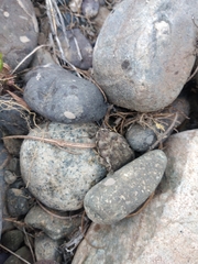 Rhinella atacamensis