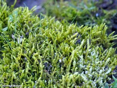 Brachythecium albicans