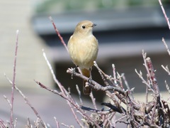 Phoenicurus auroreus