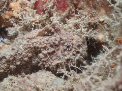 Paraploactis intonsa