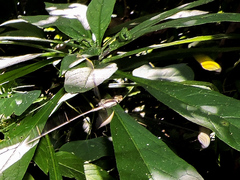 Mecistogaster ornata