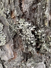 Hypogymnia physodes
