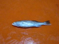 Cynoscion jamaicensis
