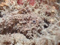 Paraploactis intonsa