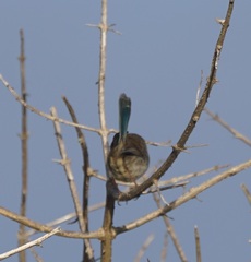 Malurus