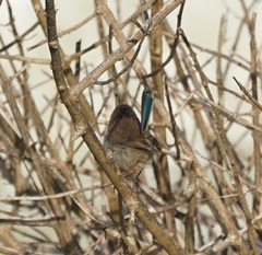Malurus