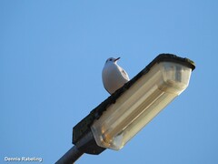 Chroicocephalus ridibundus