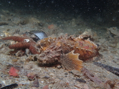 Aploactisoma milesii