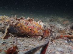 Aploactisoma milesii