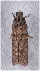 Conobathra hemichlaena