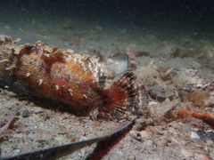 Aploactisoma milesii