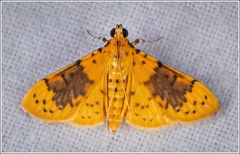 Conogethes semifascialis