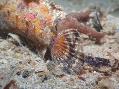 Aploactisoma milesii