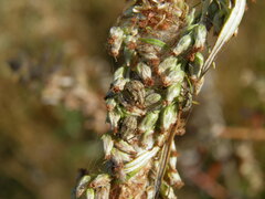 Nithecus jacobaeae