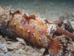 Aploactisoma milesii