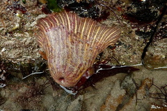 Calliactis parasitica