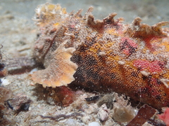 Aploactisoma milesii