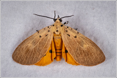 Asota iodamia