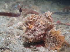 Aploactisoma milesii