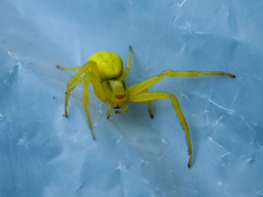 Misumena vatia