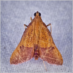 Endotricha pyrosalis