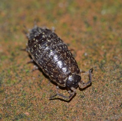 Philoscia affinis