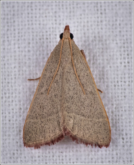 Hypsopygia albidalis