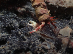 Calcinus dapsiles