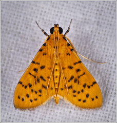 Conogethes