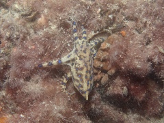 Hapalochlaena maculosa