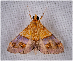Agrotera basinotata