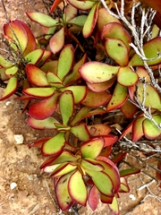 Crassula cultrata