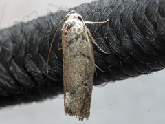 Xyloryctidae