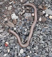 Amphisbaena darwinii