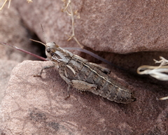 Pamphagidae