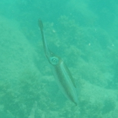 Sepioteuthis sepioidea