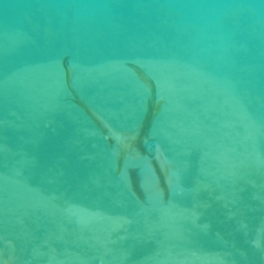 Sepioteuthis sepioidea