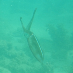 Sepioteuthis sepioidea